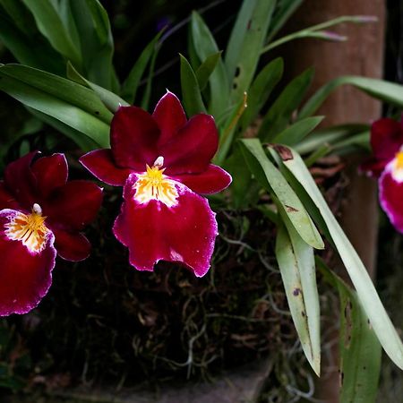 Tominejo Ecolodge - Casas En Los Arboles Neira エクステリア 写真